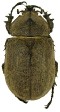 Megasoma joergenseni.jpg